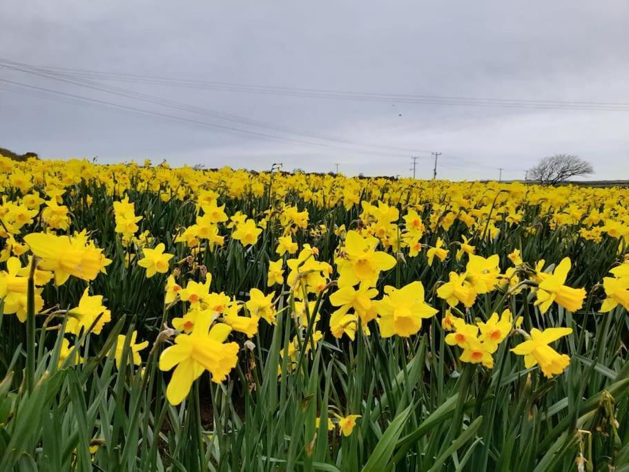 Cosy Country Getaway, 5 Mins From The Sea Villa Penzance Eksteriør billede